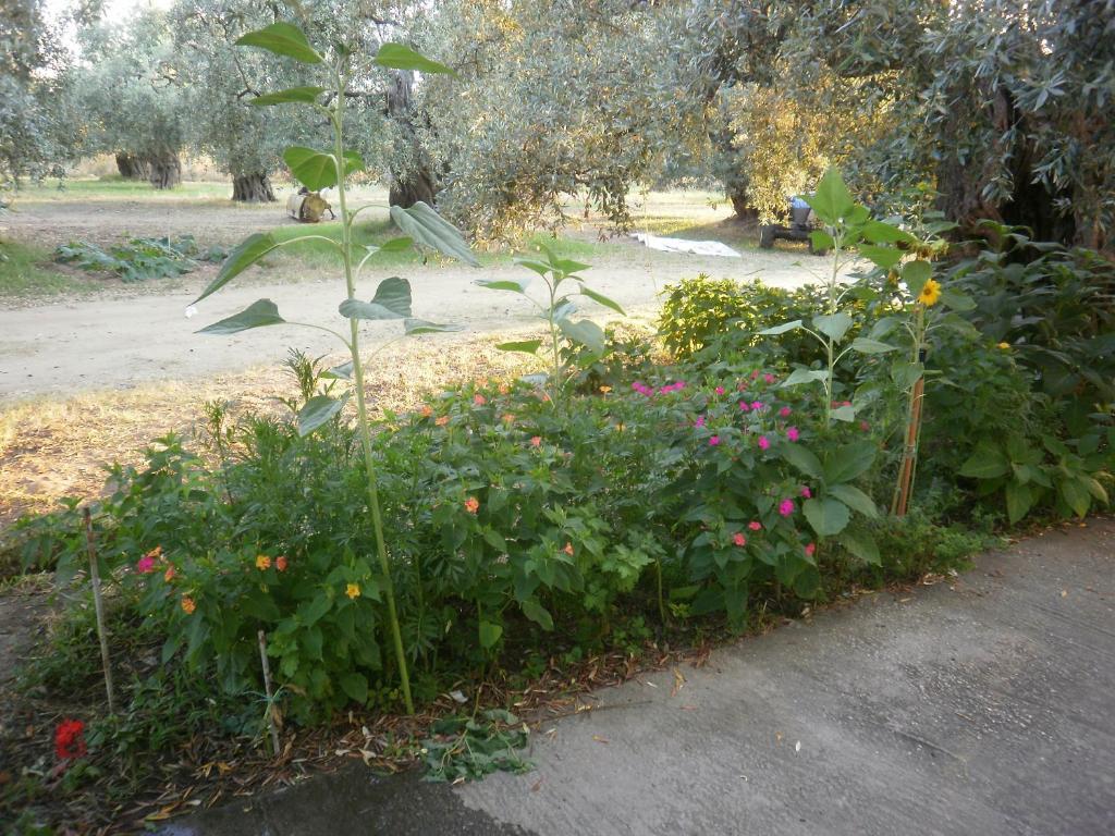 Villa Thomi Skala Rachoni  Екстер'єр фото